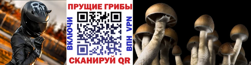 ссылка на мегу рабочий сайт  Апшеронск  Галлюциногенные грибы GOLDEN TEACHER 